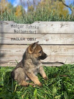 Štěňata německého ovčáka - 8