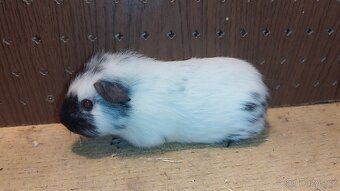 Morčata - morče hladké. - 8