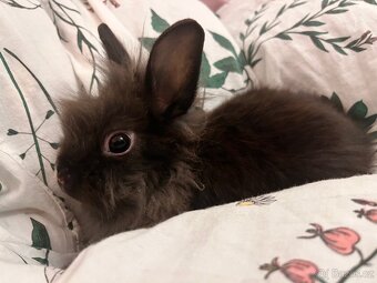 Mláďata zakrslého králíka na prodej - 8