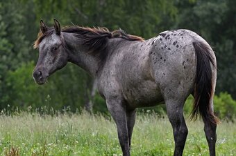 Dvouletá appa klisna - 8