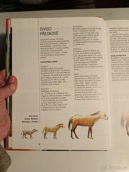 Škola jezdectví - 8