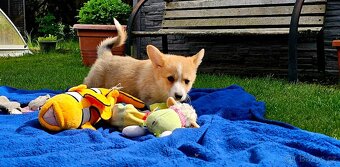 Welsh corgi pembroke s PP - 8