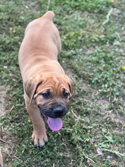 Boerboel - štěňátko pejsek - 8