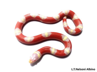 KORÁLOVKY A UŽOVKY na Ž.E.Praha 22.11. - 8