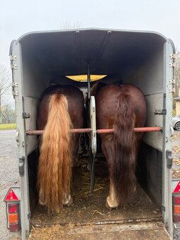 Prodám Valacha ČMB - 8