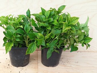 Ořechokřídlec , hortenzie a další keře - 8