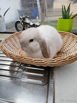 Zakrslý králík - 8