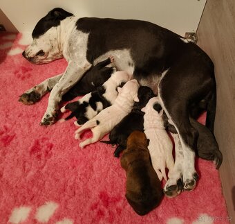 Americký stafordšírský teriér - 8