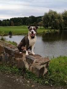 new staford ke krytí.. - 8