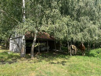 Nabízíme ustájení - 8