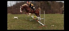 Připouštění Welsh cob - D - 8