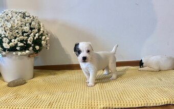 Štěňata Parson Russell Terier s PP - 8