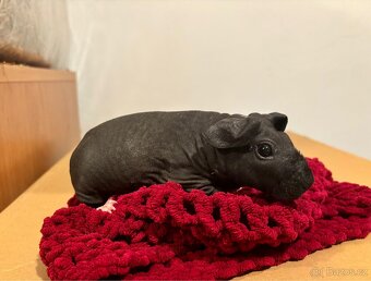 Skinny samičky s PP - 8