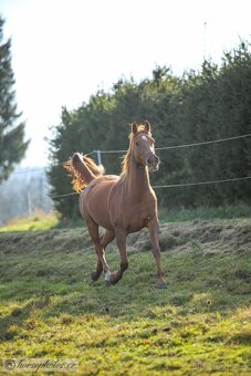 Plnokrevný arab - Připouštění- zapůjčení na sezónu 2026 - 8