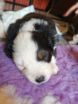 Štěňátka Australský ovčák - 8