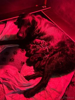 ŠTĚŇATA FLAT COATED RETRIEVER - CHS YnnaBBlack - 8