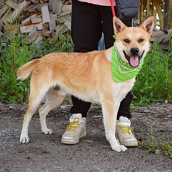 DINO K ADOPCI - 1 ROK, KAMARÁDSKÝ,VHODNÝ K DĚTEM - 8
