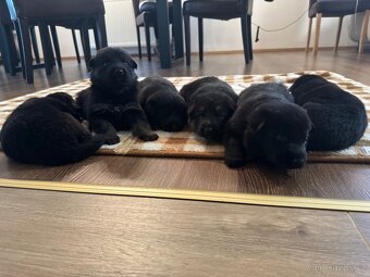 Německý ovčák Štěnata - 8