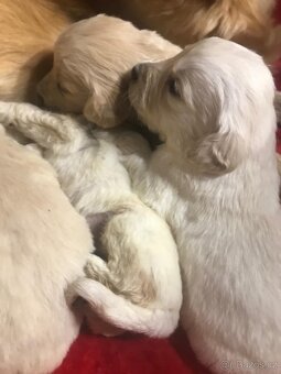 Štěňata Zlatý Retrivr - 8