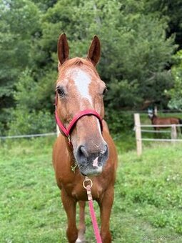 Valach ČT 19 let - 8