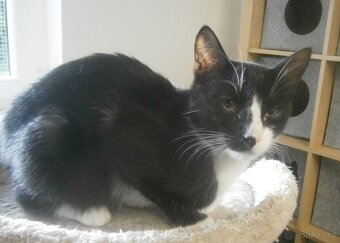 Mazlivý, klidnější 5,5měsíční černobílý kocourek Body - 8