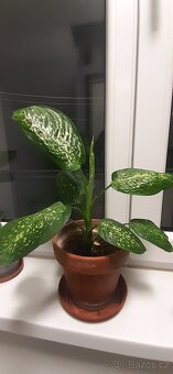 Prodám pokojové rostliny - 8
