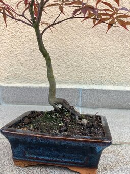 Bonsai, Bonsaj, japonský javor, skalky - 8