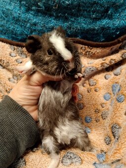 Morče,2 kluci, dalmatin NS - 8