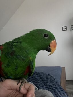 Eclectus - 8