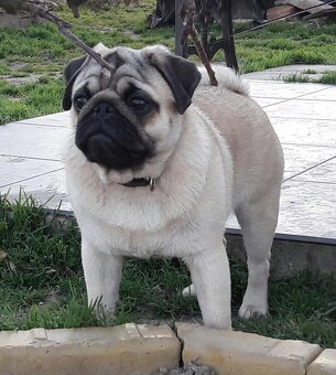 Mops šteniatka s PP - 8