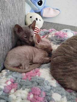 Cornish rex koťátka - 8
