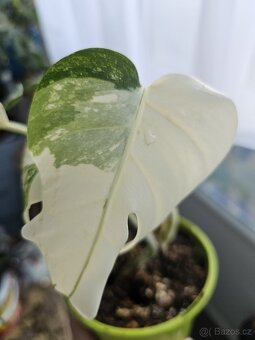 Monstera albo variegata - 8