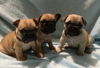 Francouzský buldoček s PP - 8