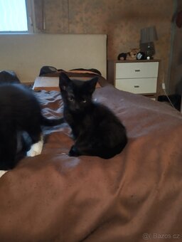 Krásná koťátka - 8