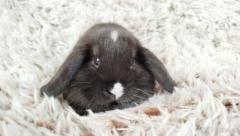 Zakrslý beránek, králíček, králík - DENIS - 8