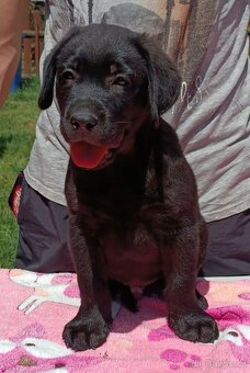 Labradorský retriever s PP - 8