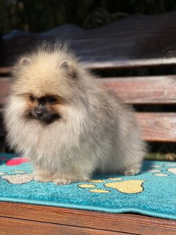 Pomeranian Fenečka PP FCI - 8