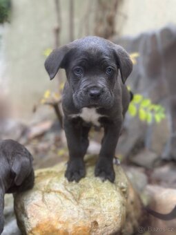 Štěňátka Cane Corso - 8
