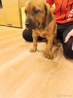 Rhodéský ridgeback - 8