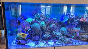 Mořské akvárium - 8