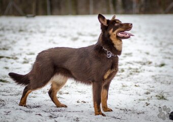 Australská kelpie - 8