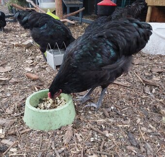 2 kohoutci Australka velká - 8