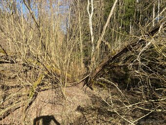 Daruji dřevo - STÁLE AKTUÁLNÍ - 8