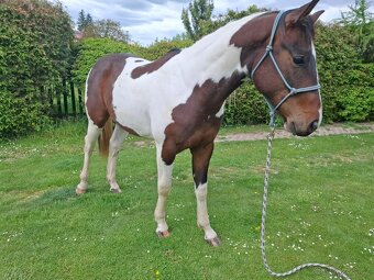 Paint horse valach 2 roky - 8