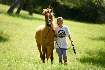 Lusitano PSL EXKLUZIVNÍ Povaha - 8