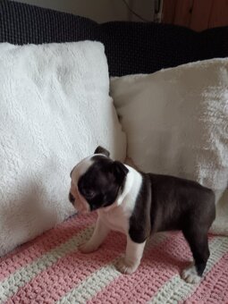 Bostonský teriér - 8