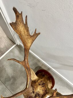 Myslivecká trofej daněk - 8