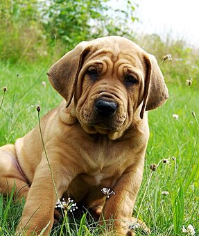 Tosa inu - TOP štěňátka s PP - 8