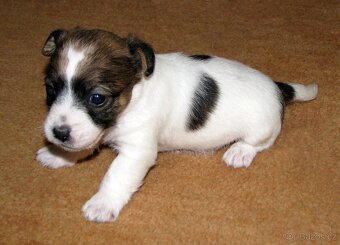 Jack Russell teriér – 2 pejsci + 2 fenky s PP k rezervaci - 8