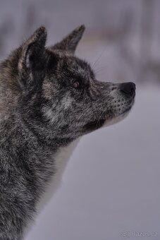 Akita Inu - 8